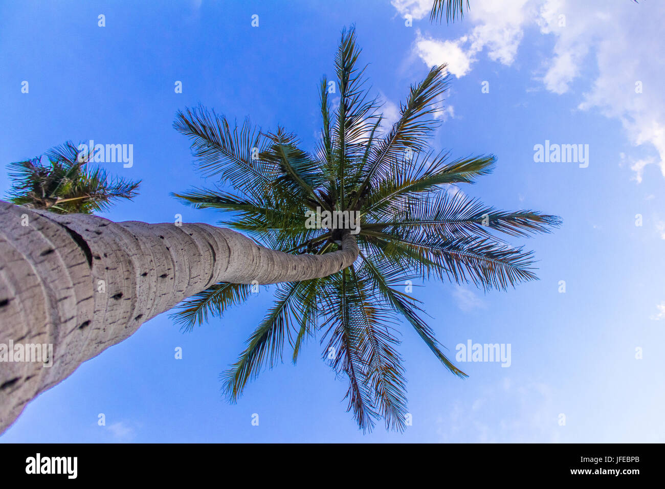 Kokospalmen Natur und Wolken oben auf Foto Stockfoto