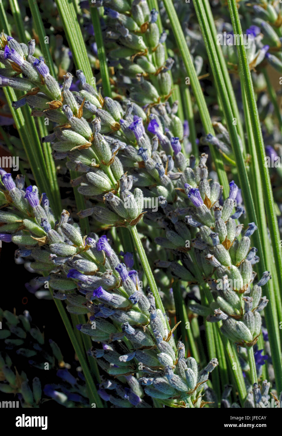 Lavendel (Lavandula Officinalis) Stockfoto