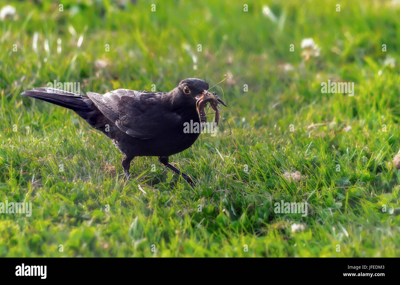 Schwarzer Vogel trägt die Würmer in einem Bogen auf einem Hintergrund von grünem Rasen. Stockfoto