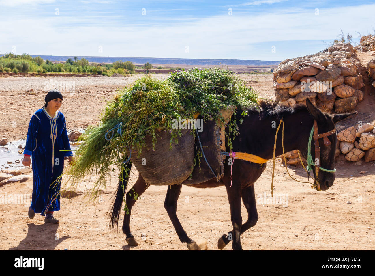 Ait Benhaddou, Marokko - 11. Mai 2017: Marokkanischen Berber Frau geladen tragen einen traditionelle marokkanische Kaftan, zu Fuß hinter ihr Maultier, mit Alfalfa-Pflanze Stockfoto