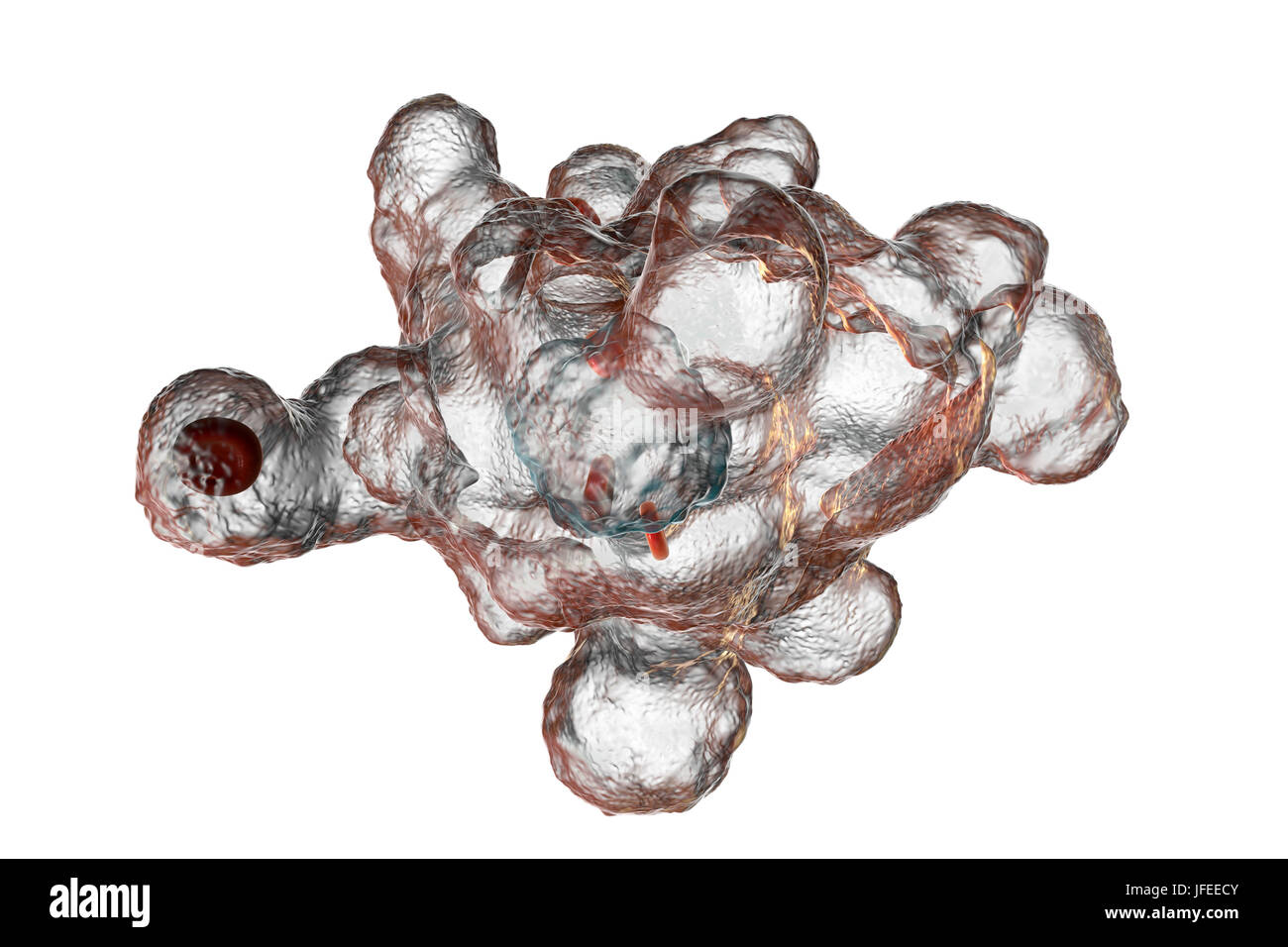 Parasitäre Amöbe (Entamoeba Histolytica), Computer-Illustration. Diese einzelligen Organismus verursacht Amöbenruhr und Geschwüre (vegetative Trophozoite Stadium). Es breitet sich durch fäkale Kontamination von Lebensmitteln und Wasser und ist am häufigsten, wo Hygiene schlecht ist. Amöben können dringen in den Darm aber auf die Leber, Lunge und anderen Geweben. Infektion verursacht durch die Einnahme von Zysten, die in der pathogenen Trophozoite Amöbe hier gesehen zu entwickeln. Entamoeba Histolytica tritt weltweit, mit bis zu 50 % der Bevölkerung, vor allem in den wärmeren Klimata infiziert. Stockfoto