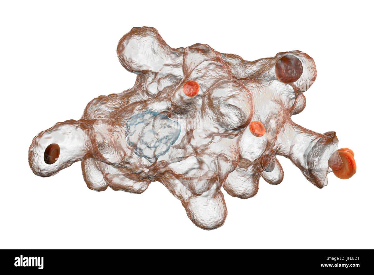 Parasitäre Amöbe (Entamoeba Histolytica), Computer-Illustration. Diese einzelligen Organismus verursacht Amöbenruhr und Geschwüre (vegetative Trophozoite Stadium). Es breitet sich durch fäkale Kontamination von Lebensmitteln und Wasser und ist am häufigsten, wo Hygiene schlecht ist. Amöben können dringen in den Darm aber auf die Leber, Lunge und anderen Geweben. Infektion verursacht durch die Einnahme von Zysten, die in der pathogenen Trophozoite Amöbe hier gesehen zu entwickeln. Entamoeba Histolytica tritt weltweit, mit bis zu 50 % der Bevölkerung, vor allem in den wärmeren Klimata infiziert. Stockfoto