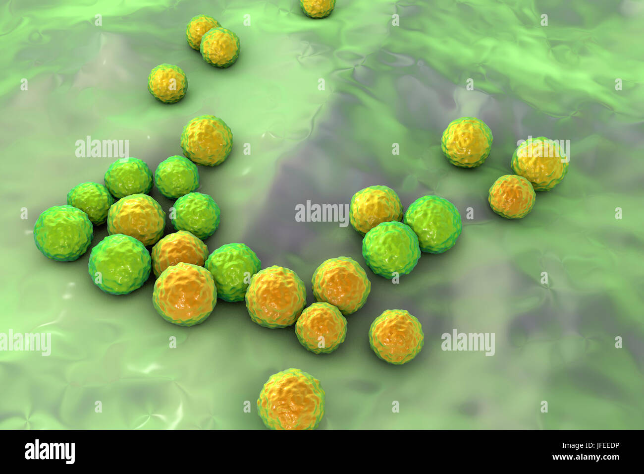 Enterococcus Faecalis. Computer Bild von Enterococcus Faecalis-Bakterien (vorher bekannt als Streptococcus Faecalis). E. Faecalis existiert als Teil der normalen Flora des menschlichen Verdauungstrakt, sondern kann dazu führen, dass Infektionen in den Harnwegen. Es kann bakterielle Endokarditis bei Säuglingen und bei Erwachsenen nach der gynäkologischen oder Genito-urinary Operation verursachen. Es kann auch eine Lungenentzündung. Die Bakterien gehört zu den so genannten Superbugs, die gegen Antibiotika resistent sind. Stockfoto