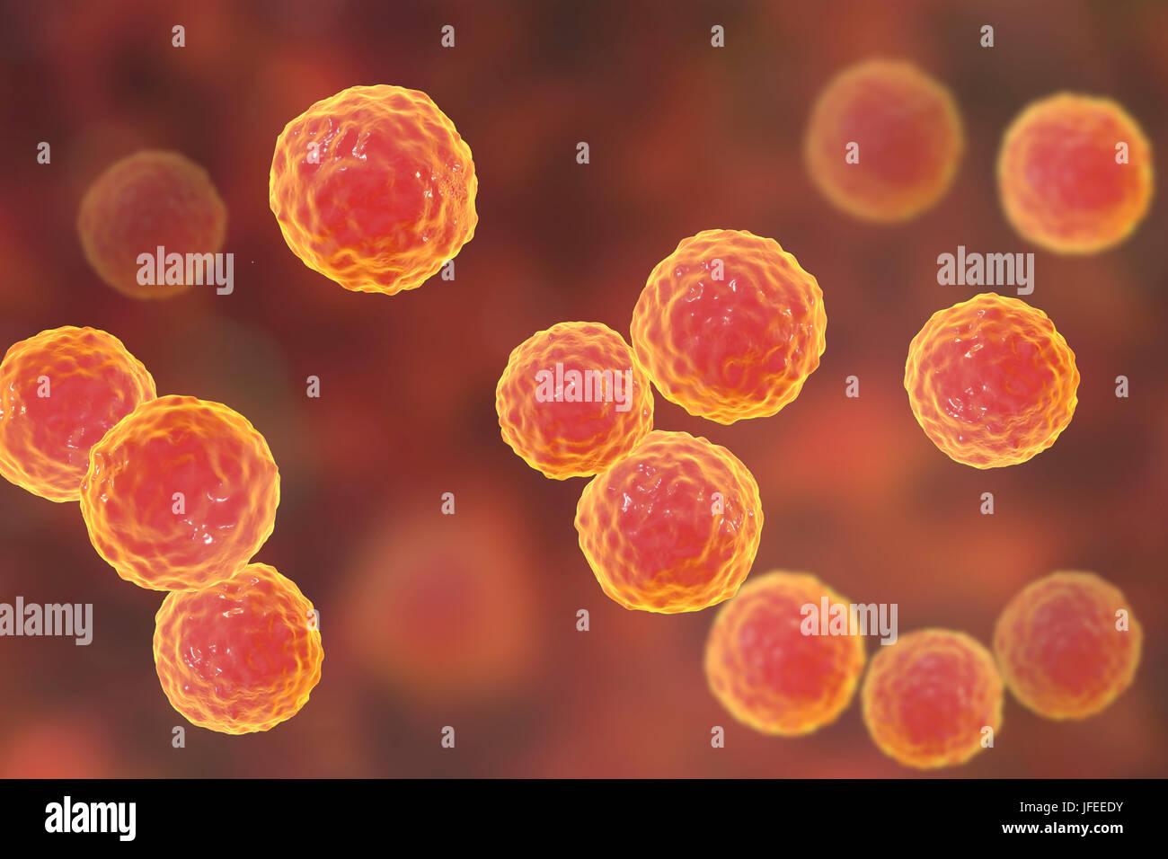 Enterococcus faecalis bakterien Fotos und Bildmaterial in hoher
