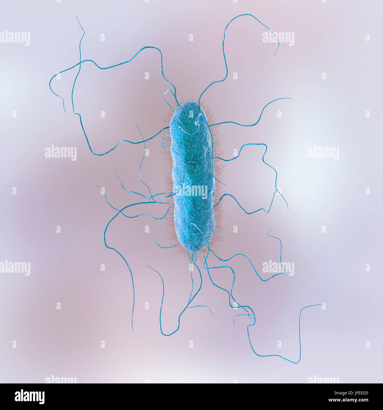 Proteus Vulgaris Bakterium, Computer Bild. Die feinen fadenförmigen Projektionen sind Flagellen, wodurch das Bakterium zu bewegen. P. Vulgaris bildet einen natürlichen Bestandteil der Darmflora bei Tieren und Menschen und findet sich auch im Wasser. Bei Menschen, deren Immunsystem unterdrückt werden, zum Beispiel Menschen mit AIDS oder die Einnahme von Immunsuppressiva, es Pathogene, Infektion der Harnwege oder Lungenentzündung oder Blutvergiftung verursachen kann. Stockfoto