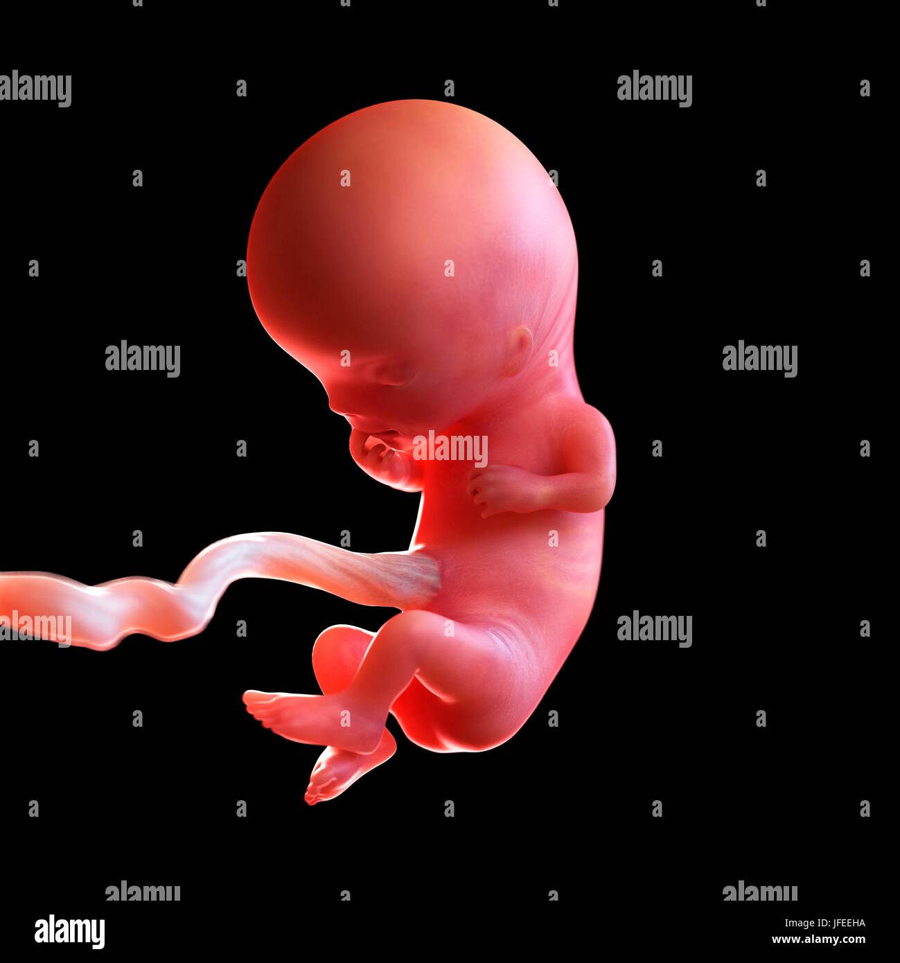 Foetus 11 Stockfotos Und Bilder Kaufen Alamy