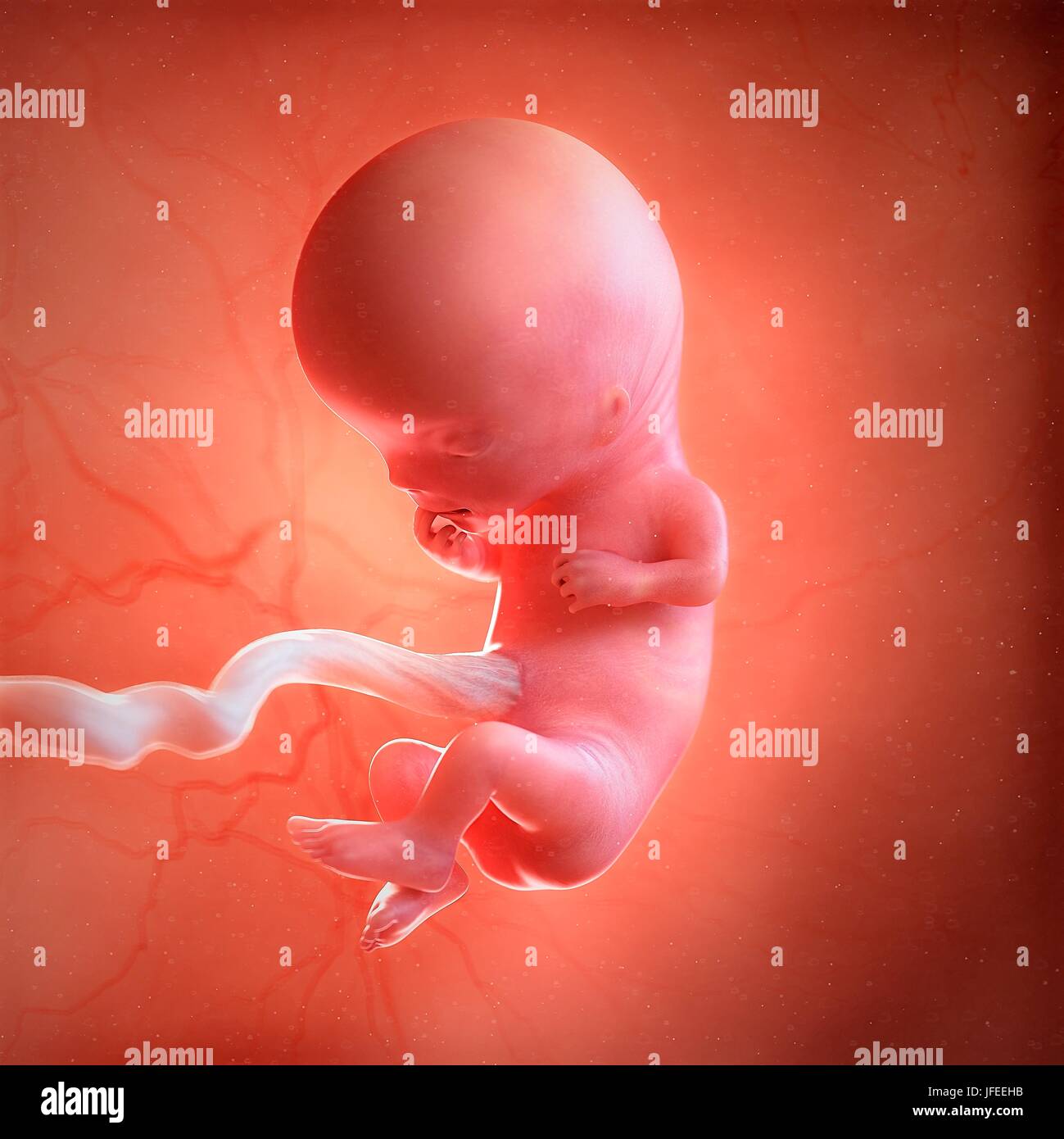 Menschlichen Fotus Alter 11 Wochen Abbildung Stockfotografie Alamy
