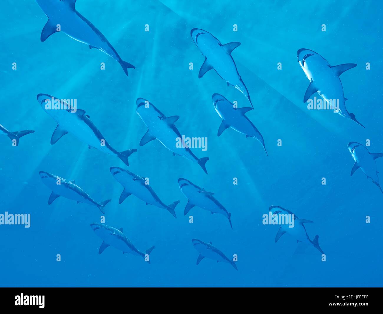 Schwimmen mit haien -Fotos und -Bildmaterial in hoher Auflösung – Alamy