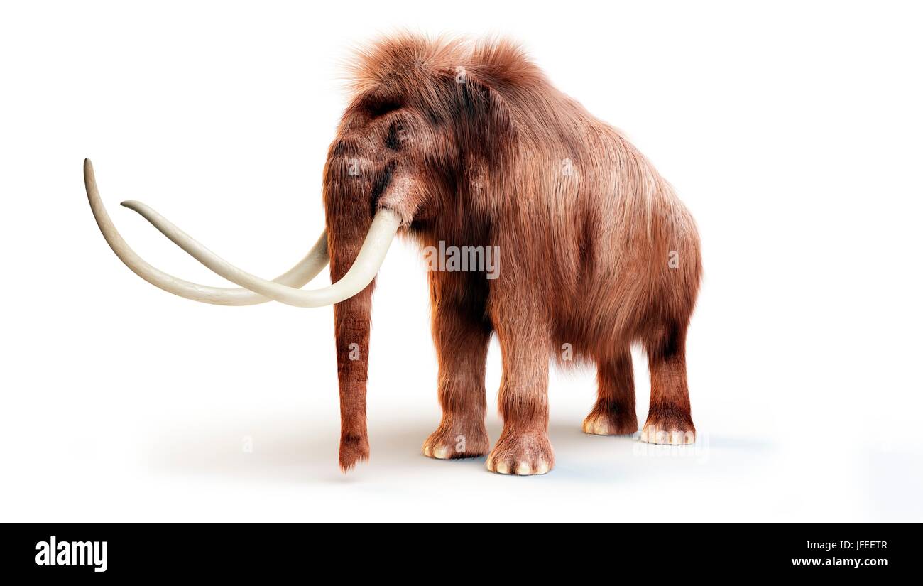 Wollige Mammut vor weißem Hintergrund Illustration. Stockfoto