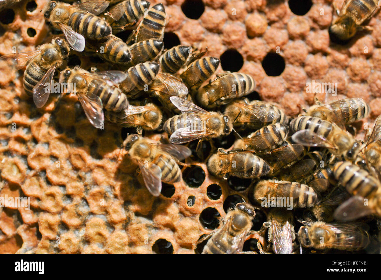 Bienen auf einer Honigwabe angeordnet im Bienenstock Stockfoto