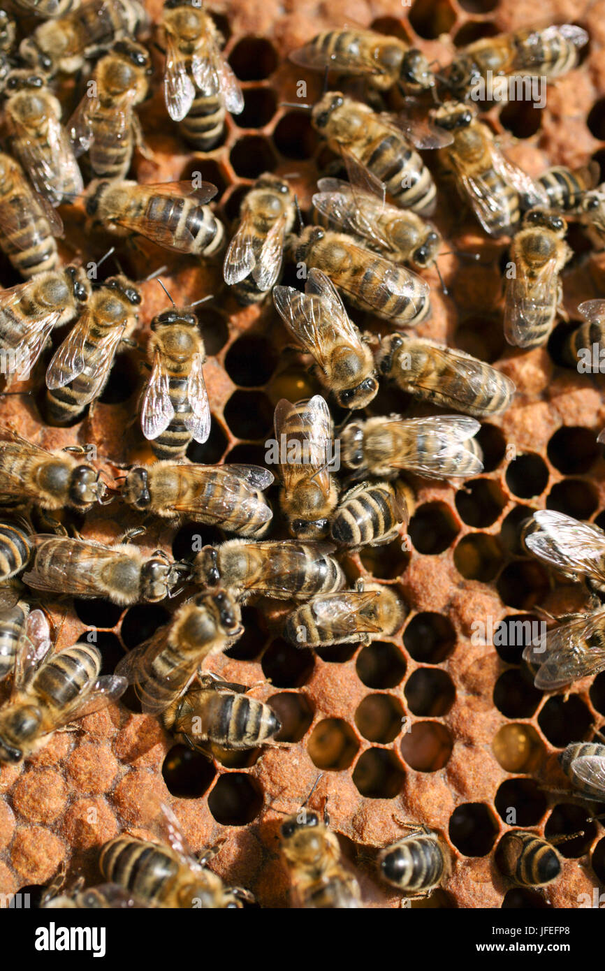 Bienen auf einer Honigwabe angeordnet im Bienenstock Stockfoto