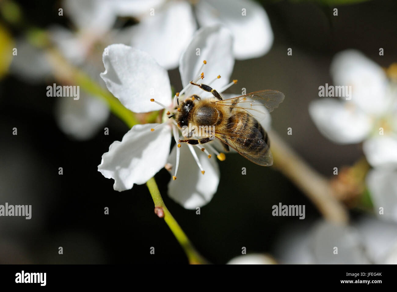 Baumblüten Mit Biene Stockfoto