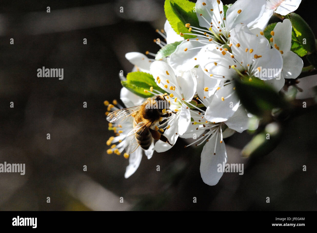 Baumblüten Mit Biene Stockfoto