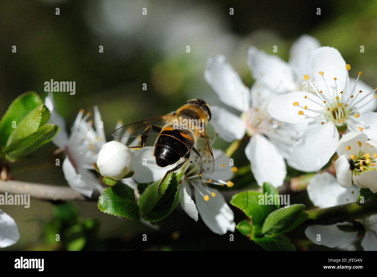 Baumblüten Mit Insekt Stockfoto