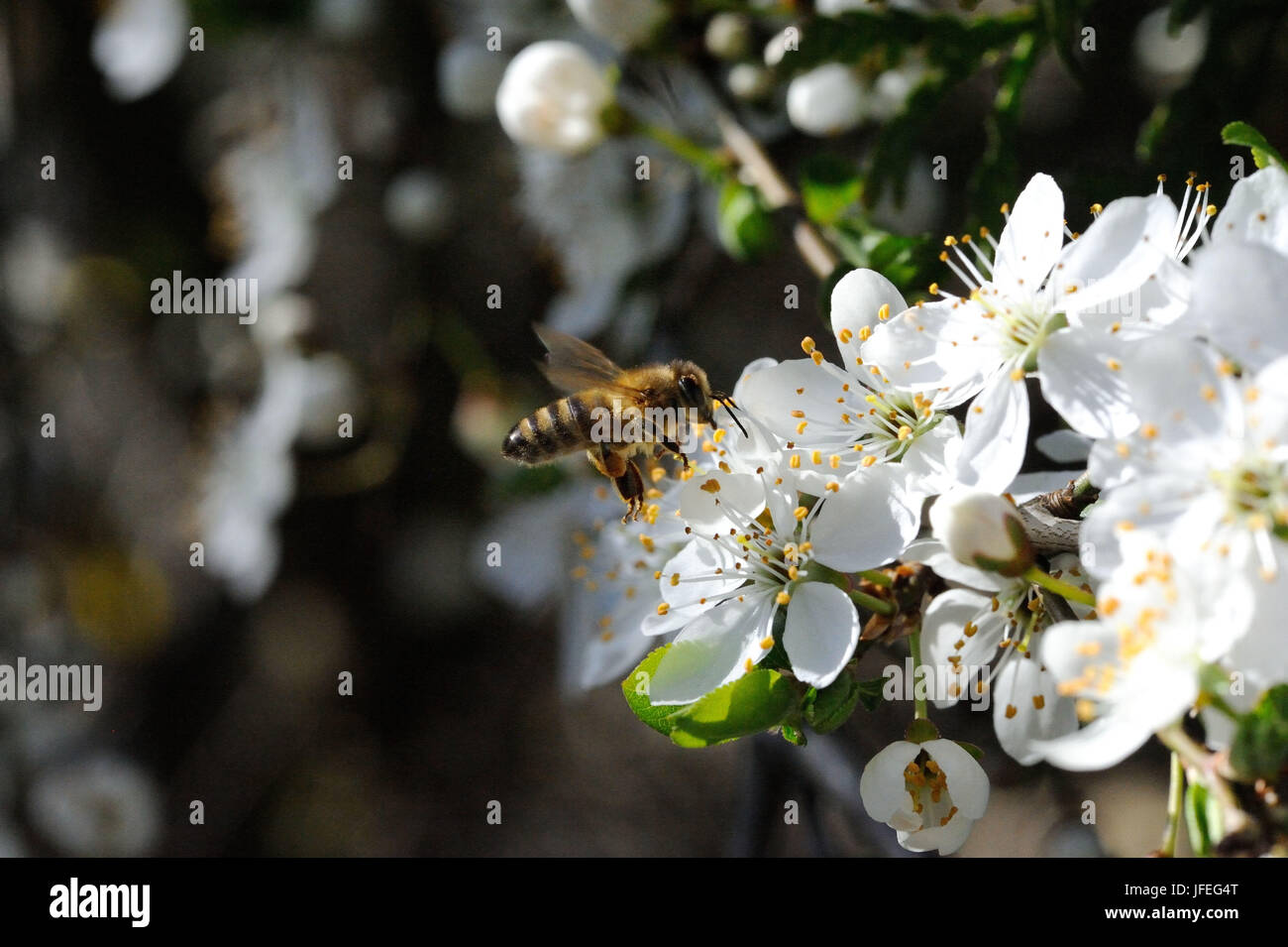 Baumblüten Mit Biene Stockfoto