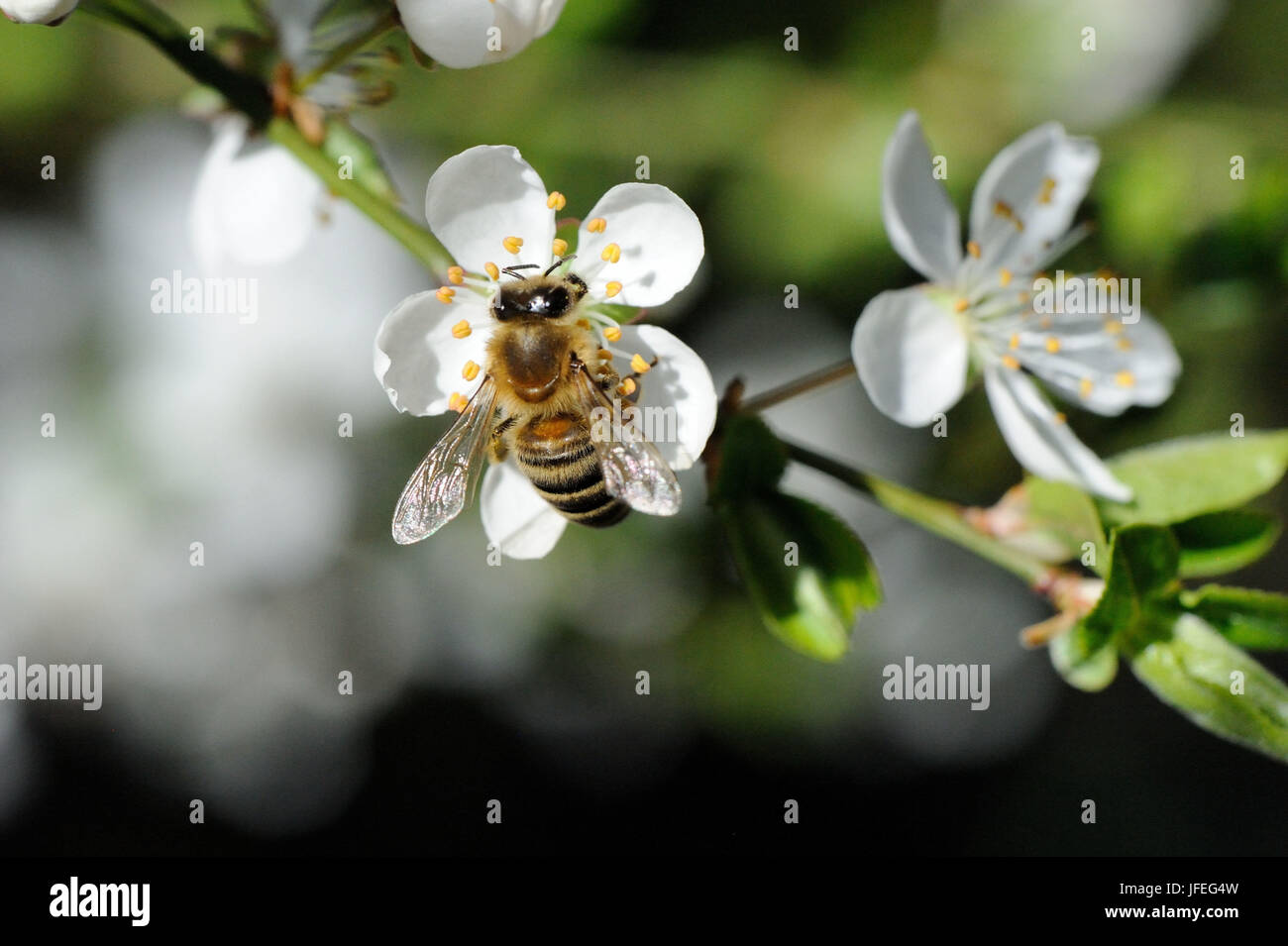Baumblüten Mit Biene Stockfoto
