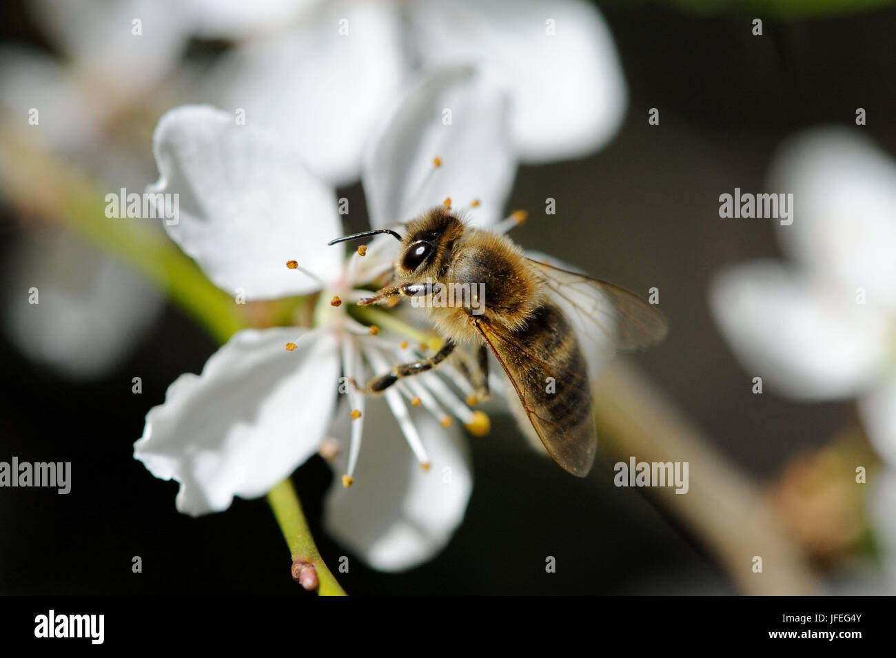 Baumblüten Mit Biene Stockfoto