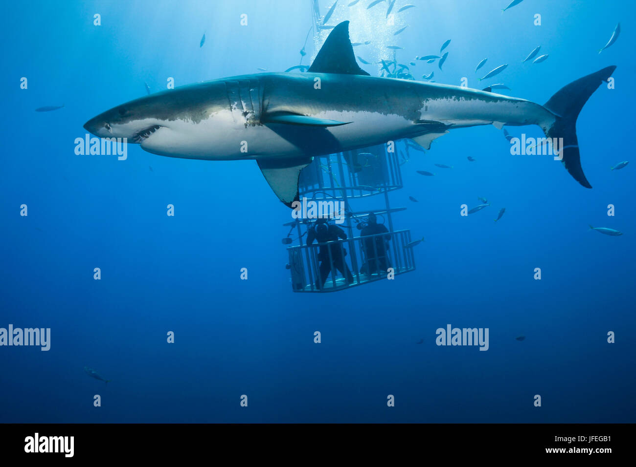 Käfigtauchen mit dem großen weißen Hai, Carcharodon Carcharias, Insel Guadalupe, Mexiko Stockfoto