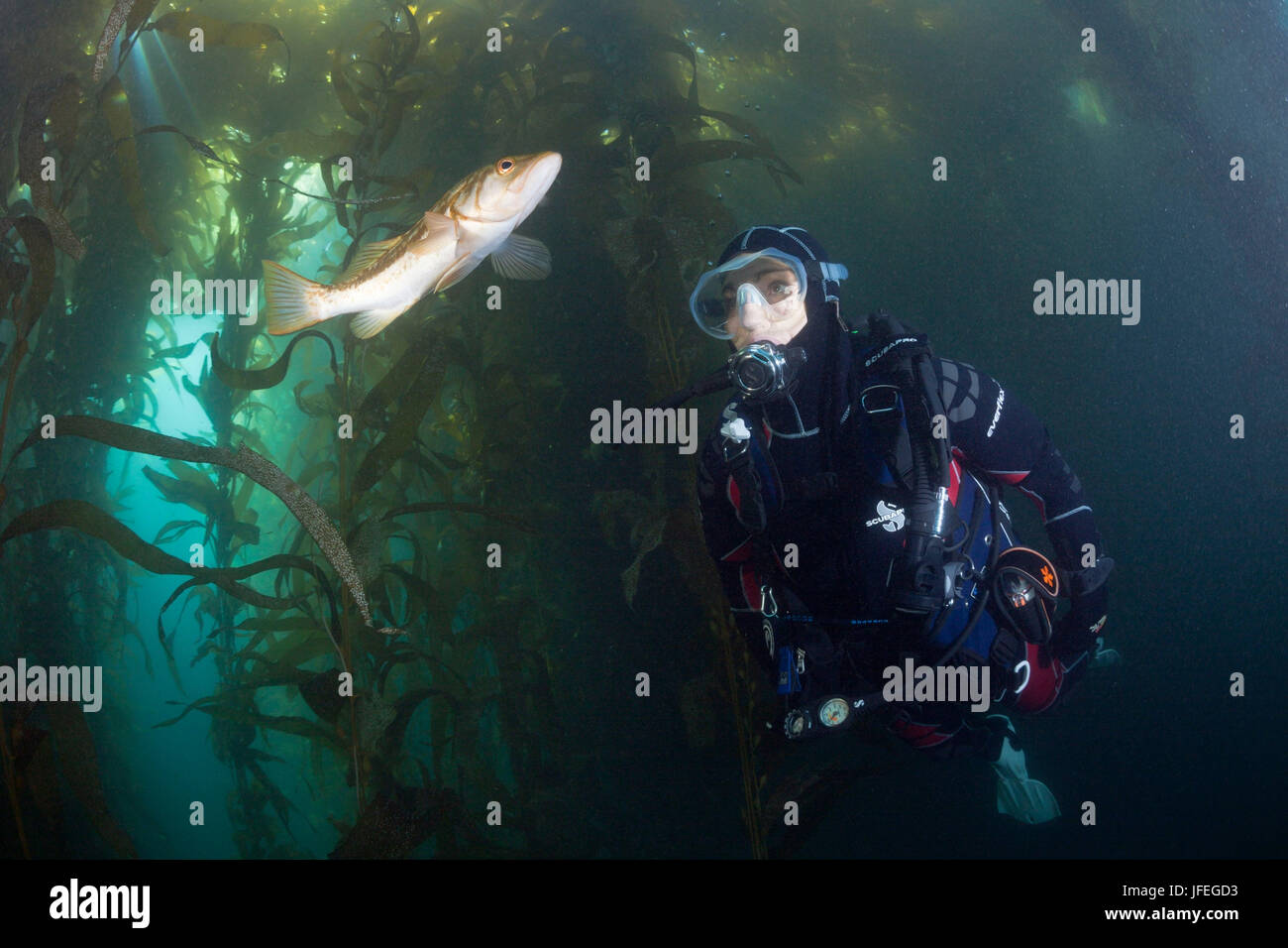Taucher und Kelp Bass, Paralabrax Clathratus, Insel San Benito, Mexiko Stockfoto