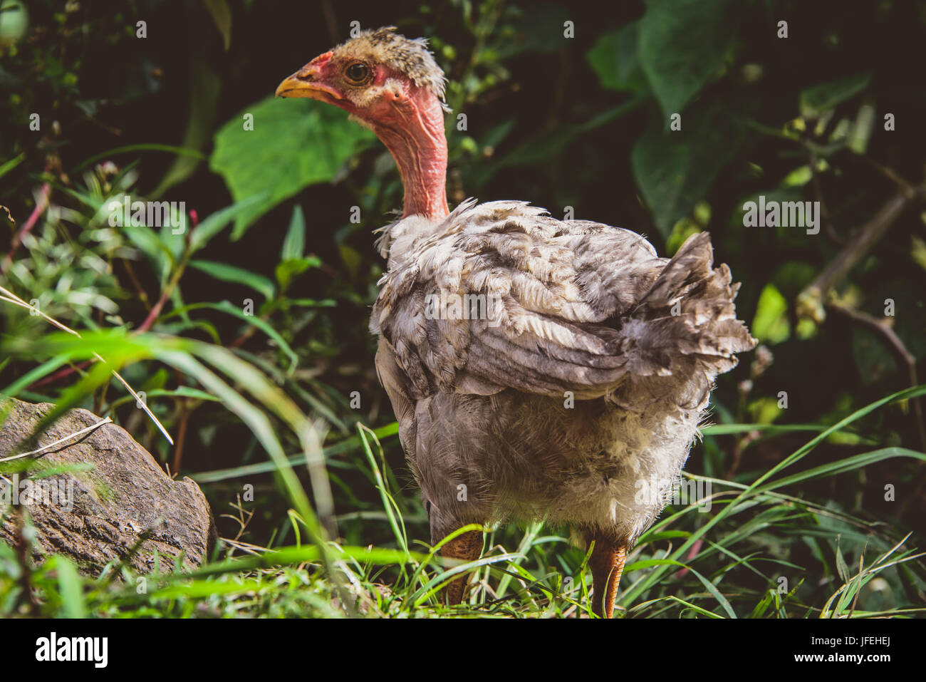 Hässliche Junges Huhn Stockfotografie Alamy