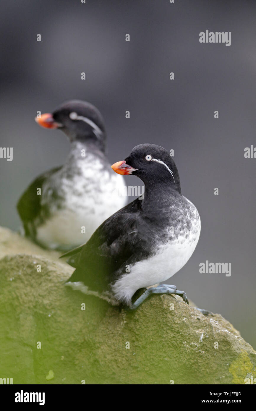 Nordamerika, USA, Alaska, roten Schnabel ALC. Stockfoto