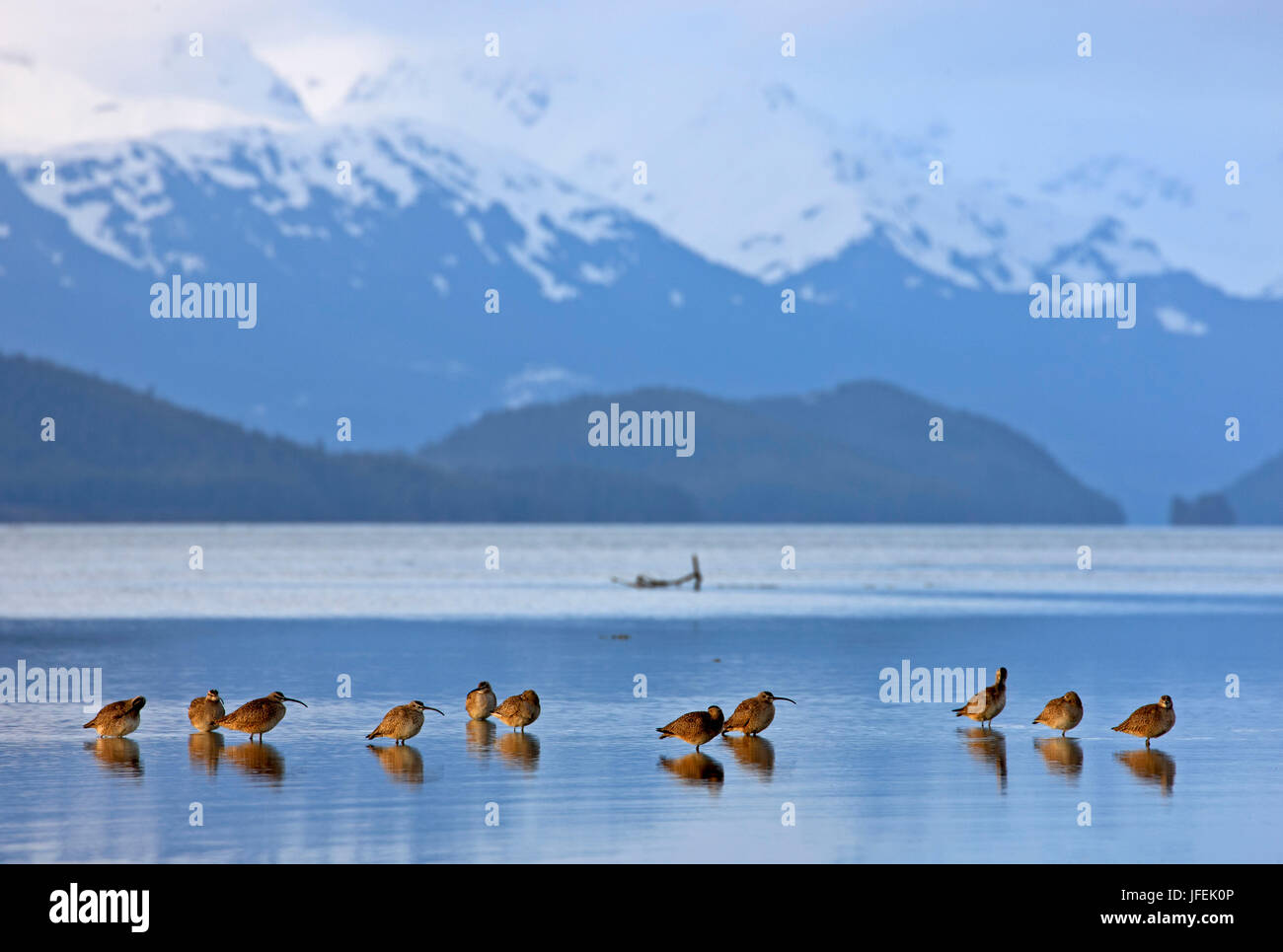 Nordamerika, USA, Alaska, Copper River Delta, Vögel, Stockfoto