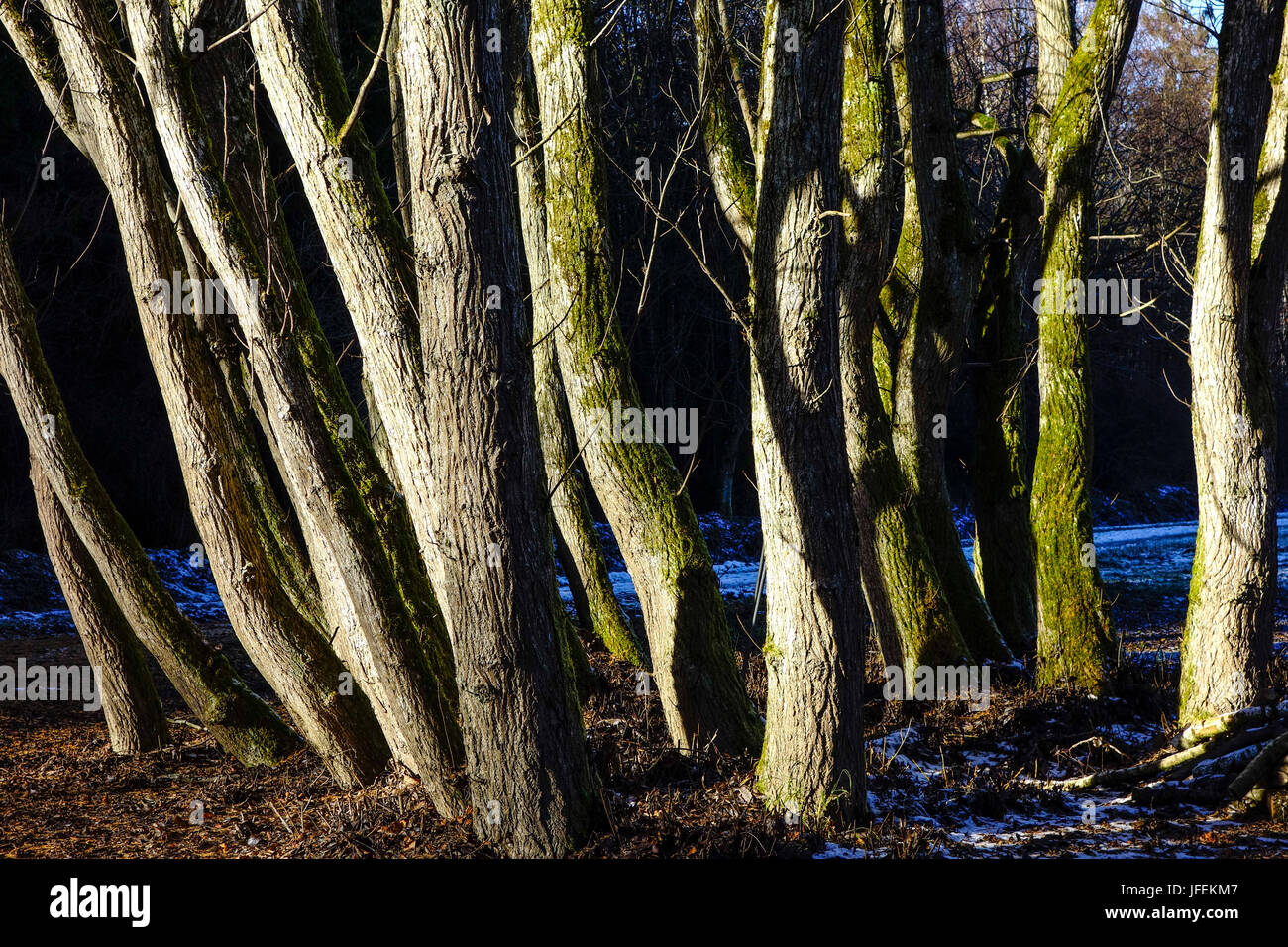 Eine Gruppe von Bäumen ohne Blätter im Winter, spät in den Herbst Stockfoto