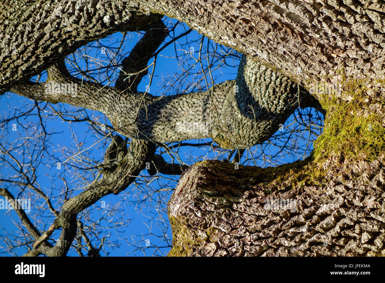 Baum, Eiche im Winter ohne Blätter Stockfoto