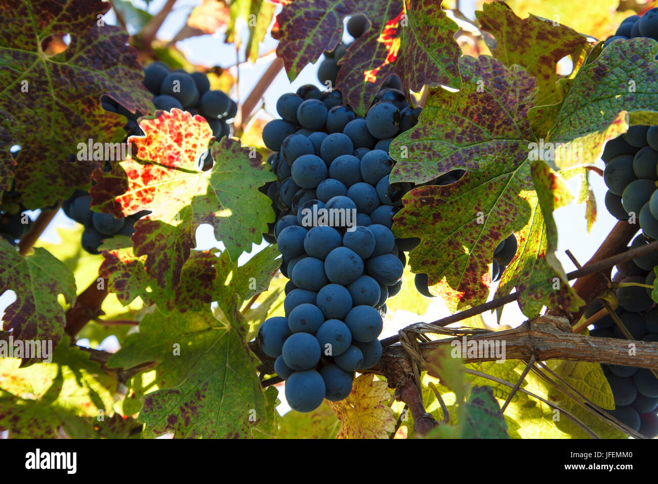 Chile, Valle de Curico, Fair Trade, Wein, Cabernet-Sauvignon-Trauben Stockfoto