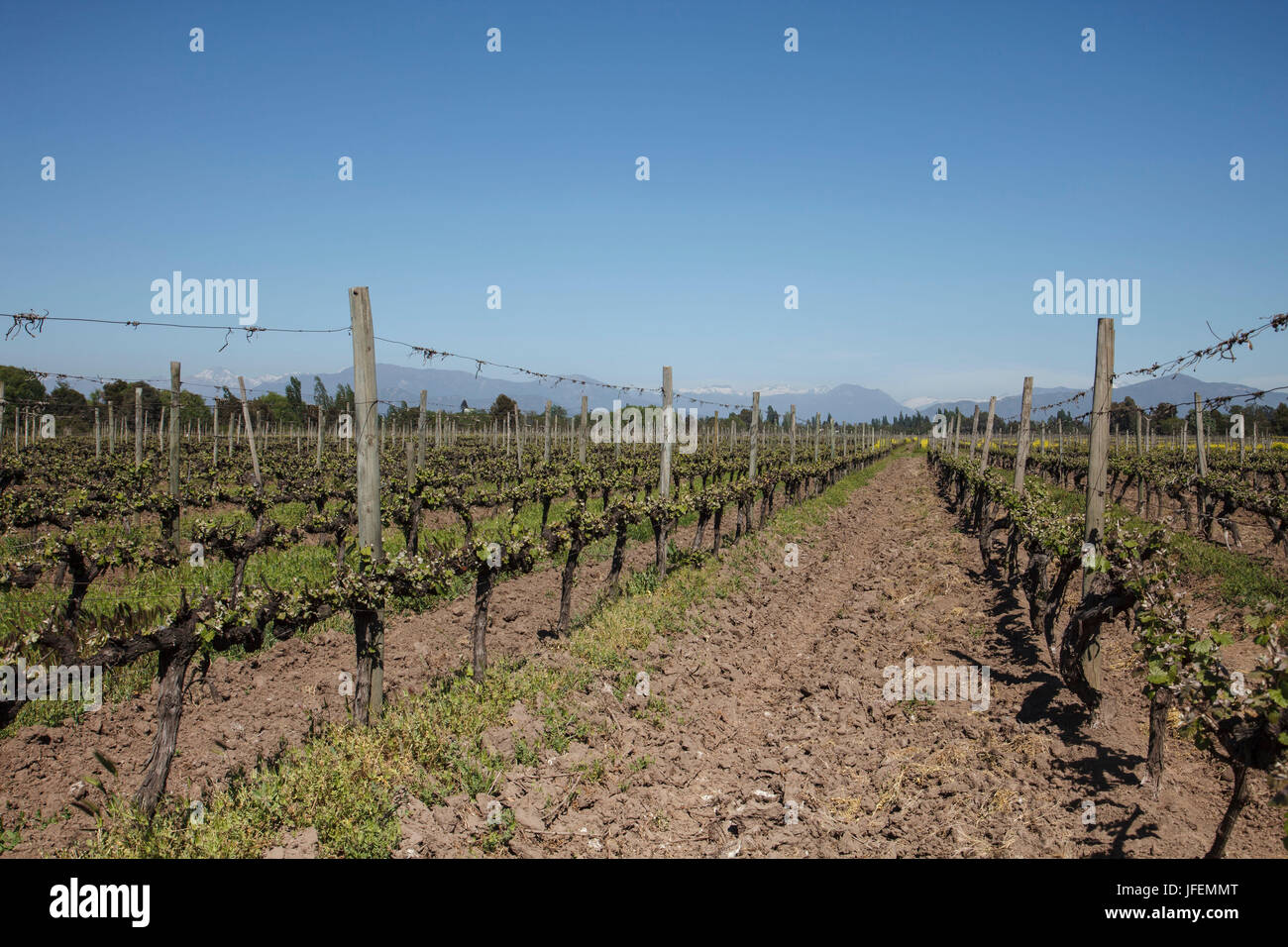 Chile, Valle de Curico, Fair Trade, Wein, Wein-Feld im Frühjahr, die Anden Stockfoto
