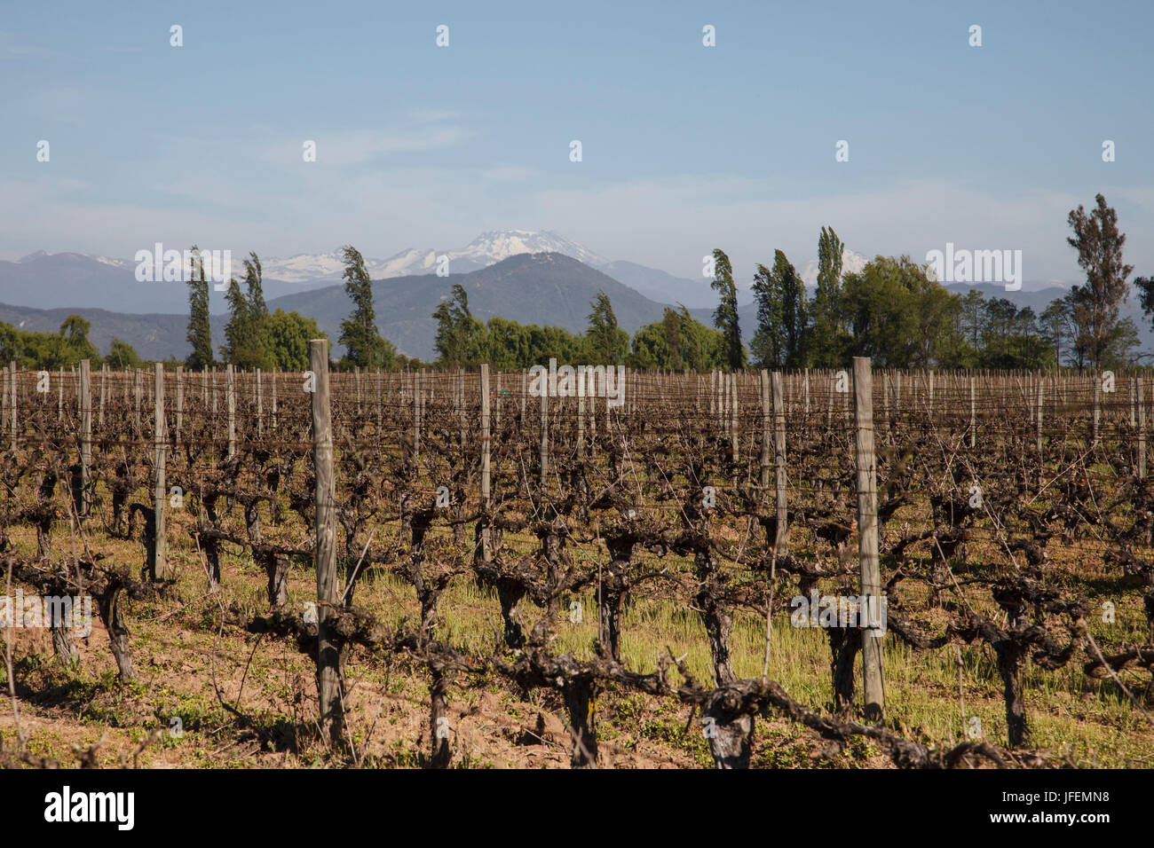 Chile, Valle de Curico, Fair Trade, Wein, Wein-Feld im Frühjahr, die Anden Stockfoto