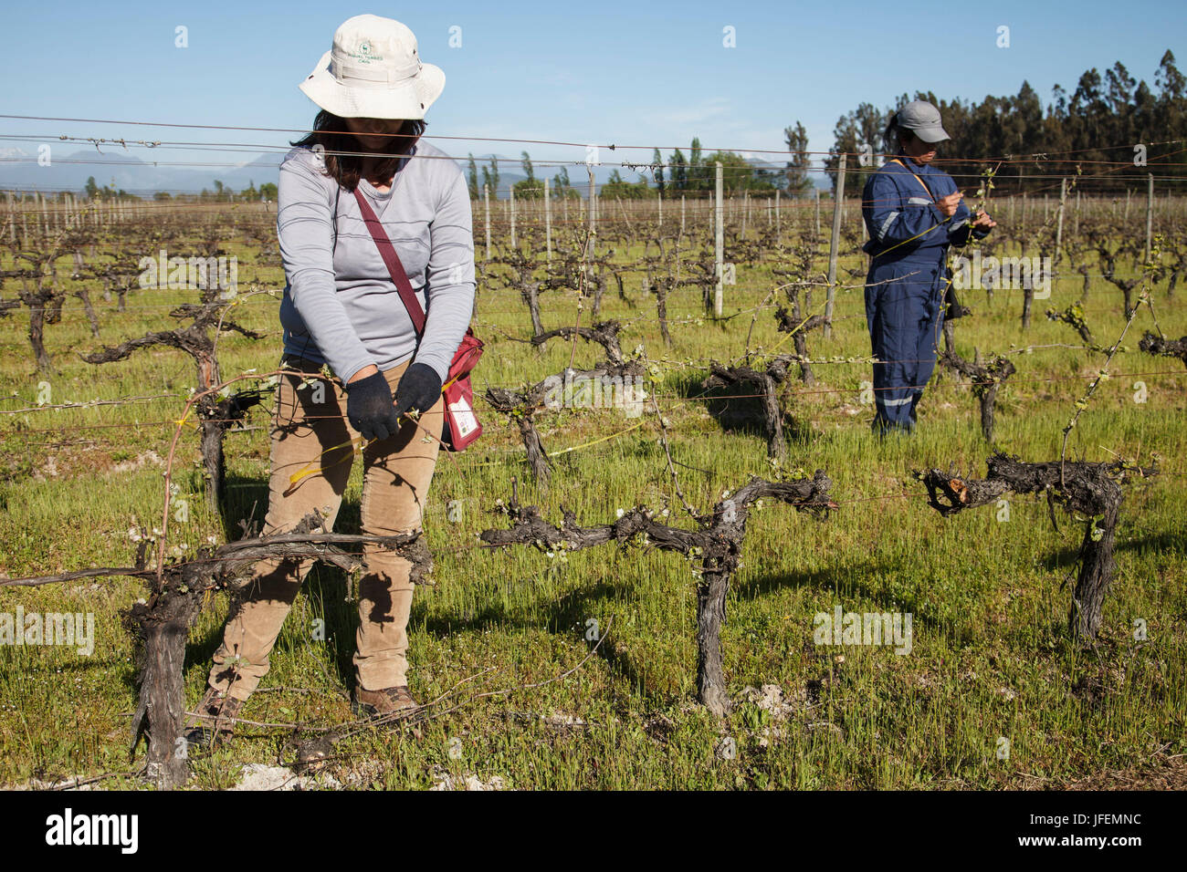 Chile, Valle de Curico, Fair Trade, Wein, Weinbaubereich, Chapelages von den Stäben der Bildung Draht, Frauen, Stockfoto