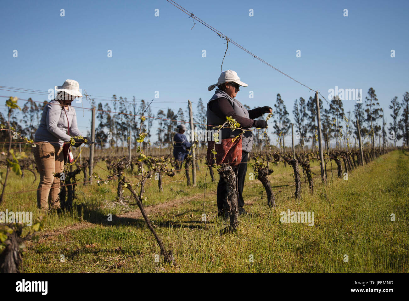 Chile, Valle de Curico, Fair Trade, Wein, Weinbaubereich, Chapelages von den Stäben der Bildung Draht, Frauen, Stockfoto