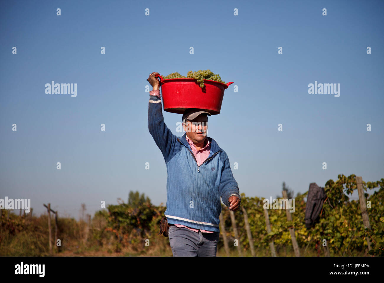 Chile, Valle de Curico, Fair Trade, Wein, Vintage, Weinlese Assistent, Stockfoto