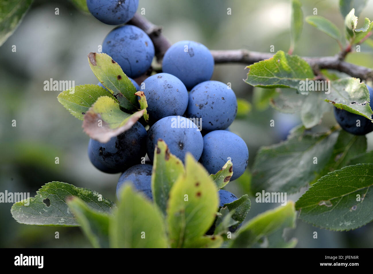 Schlehen Stockfoto