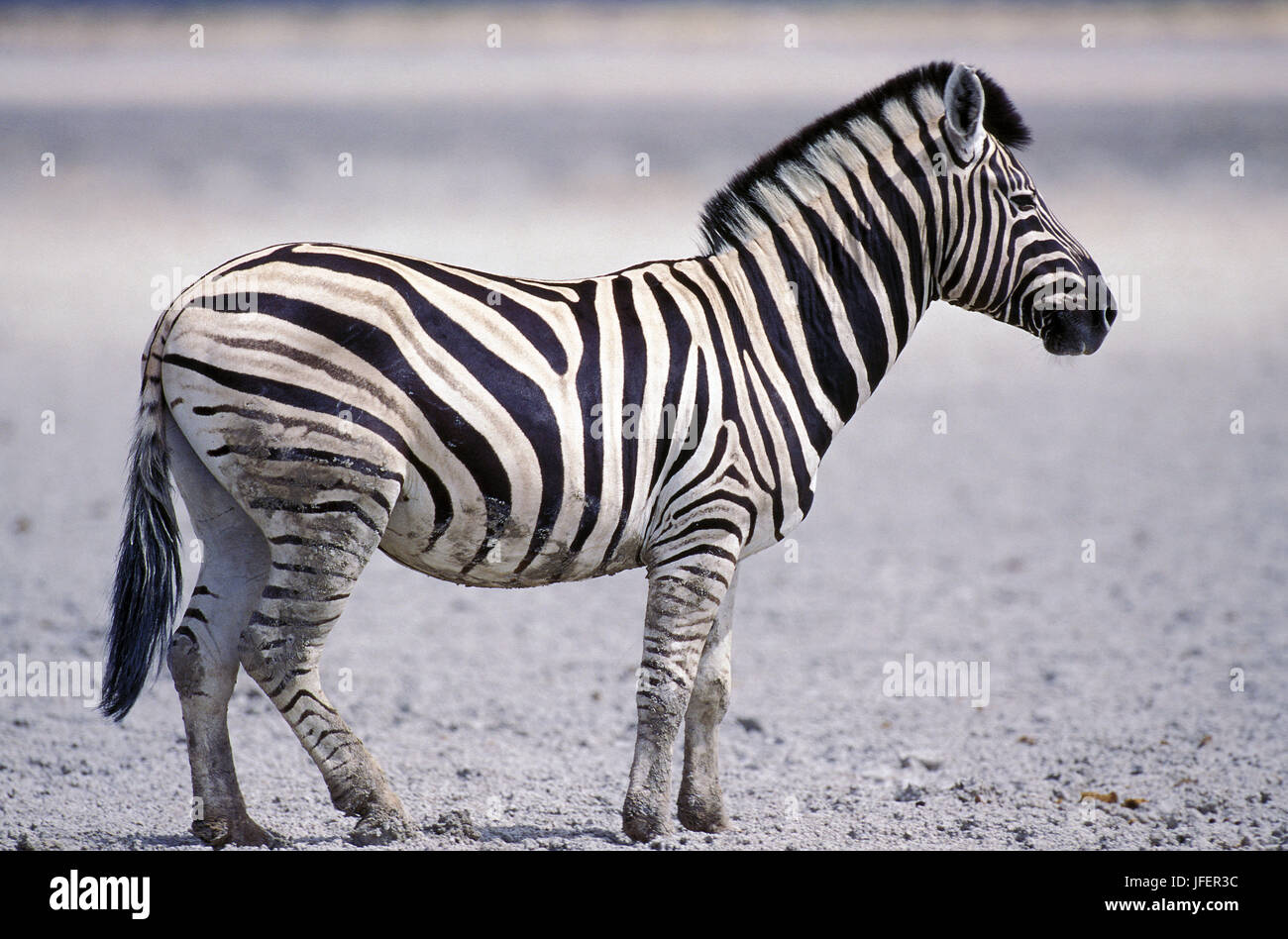 Burchell Zebra, Equus Burchelli, Serengeti-Park in Tansania Stockfoto