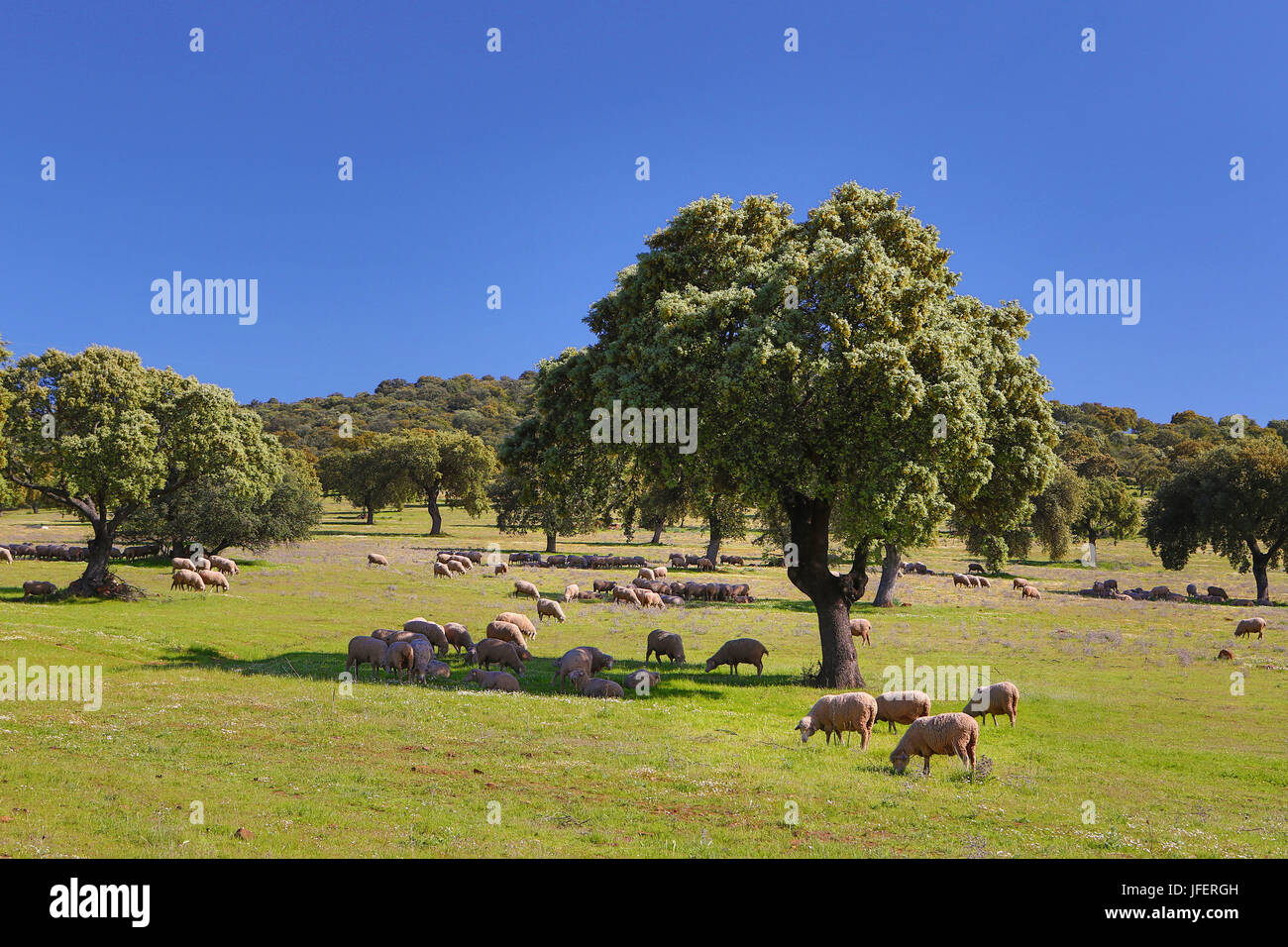 Spanien, Andalusien, Provinz Córdoba, Landschaft Stockfoto