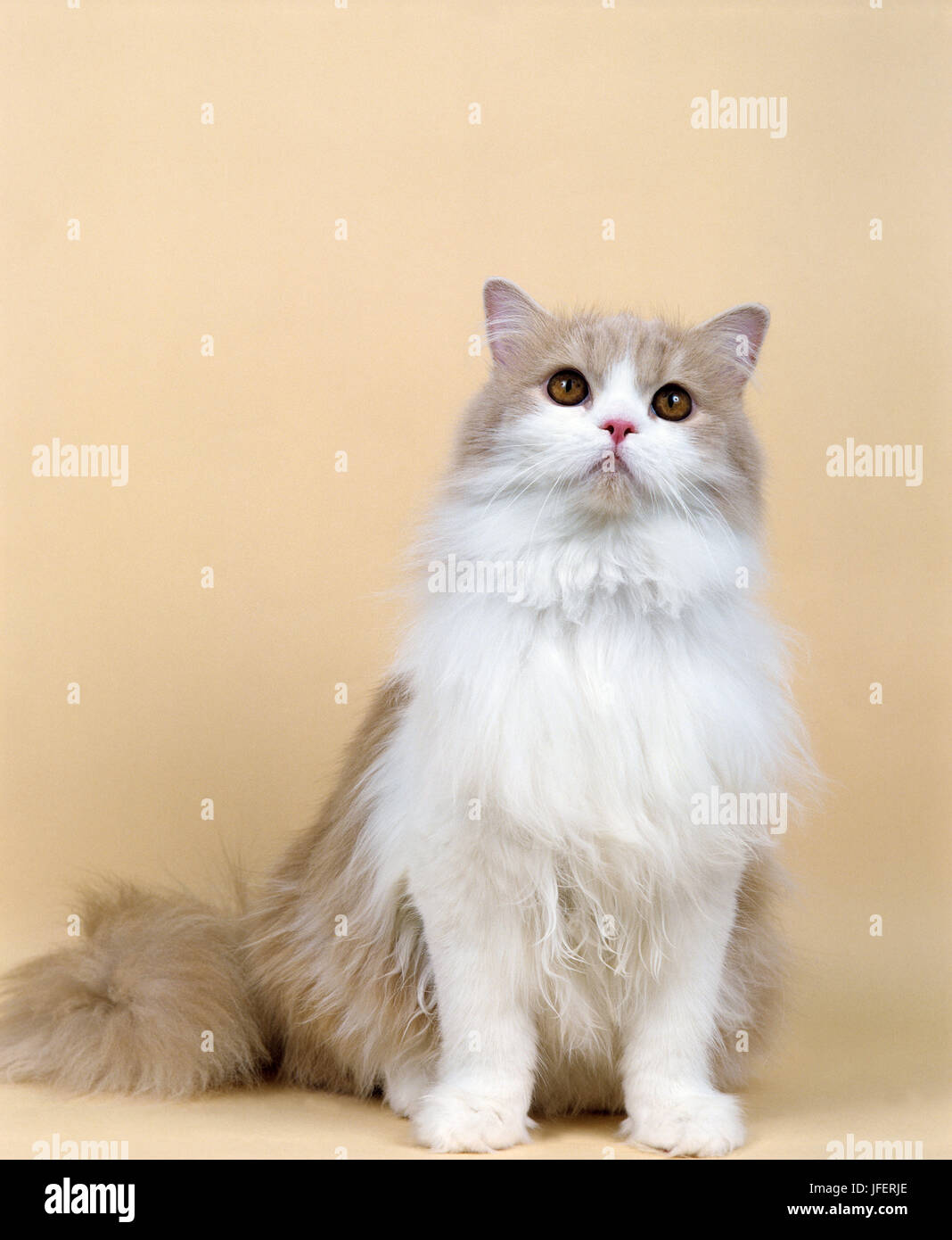 Sahne und weißer Perser Hauskatze Stockfoto