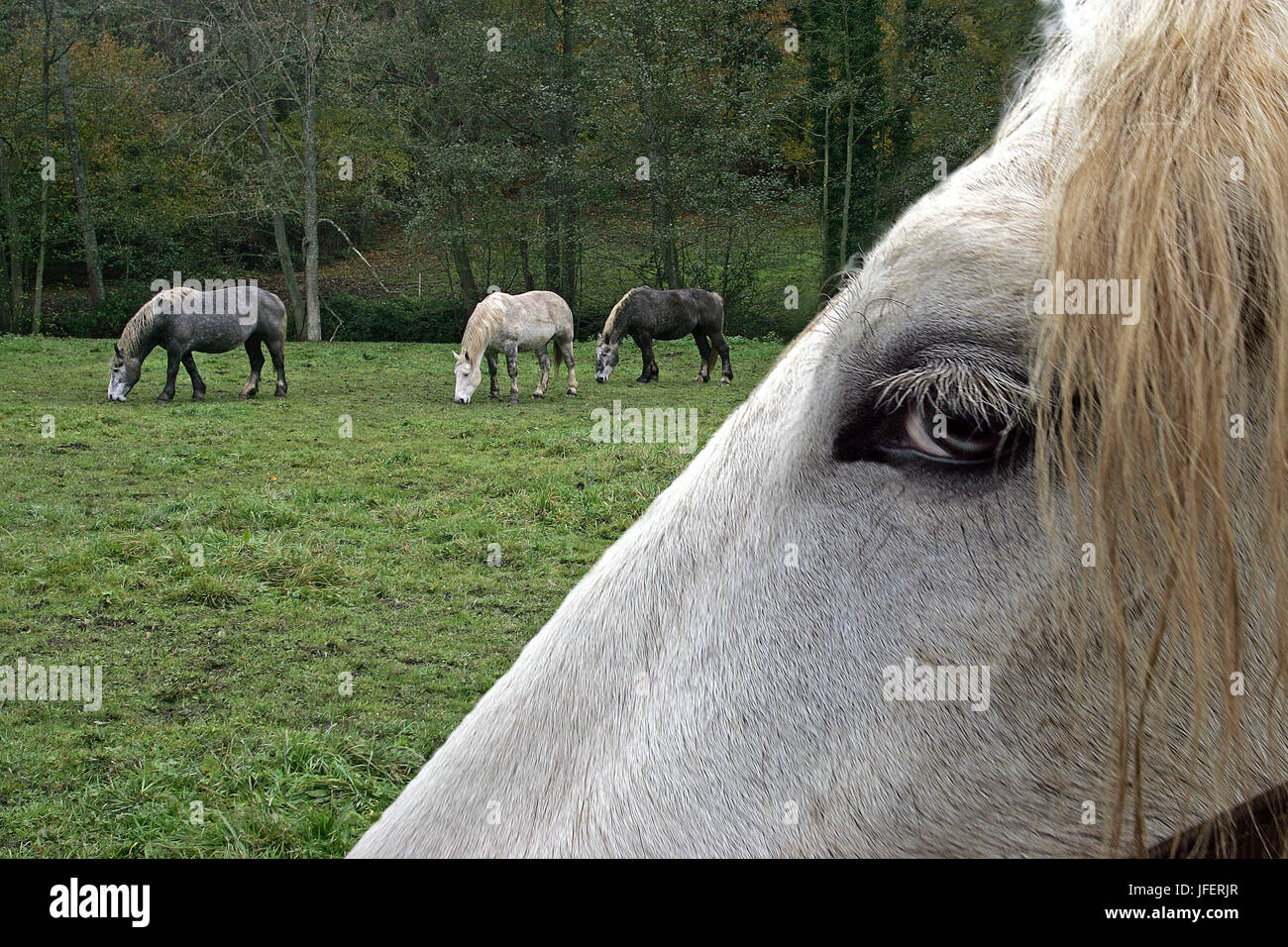 Percheron Entwurf Pferde, eine französische Rasse, schließen des Auges Stockfoto
