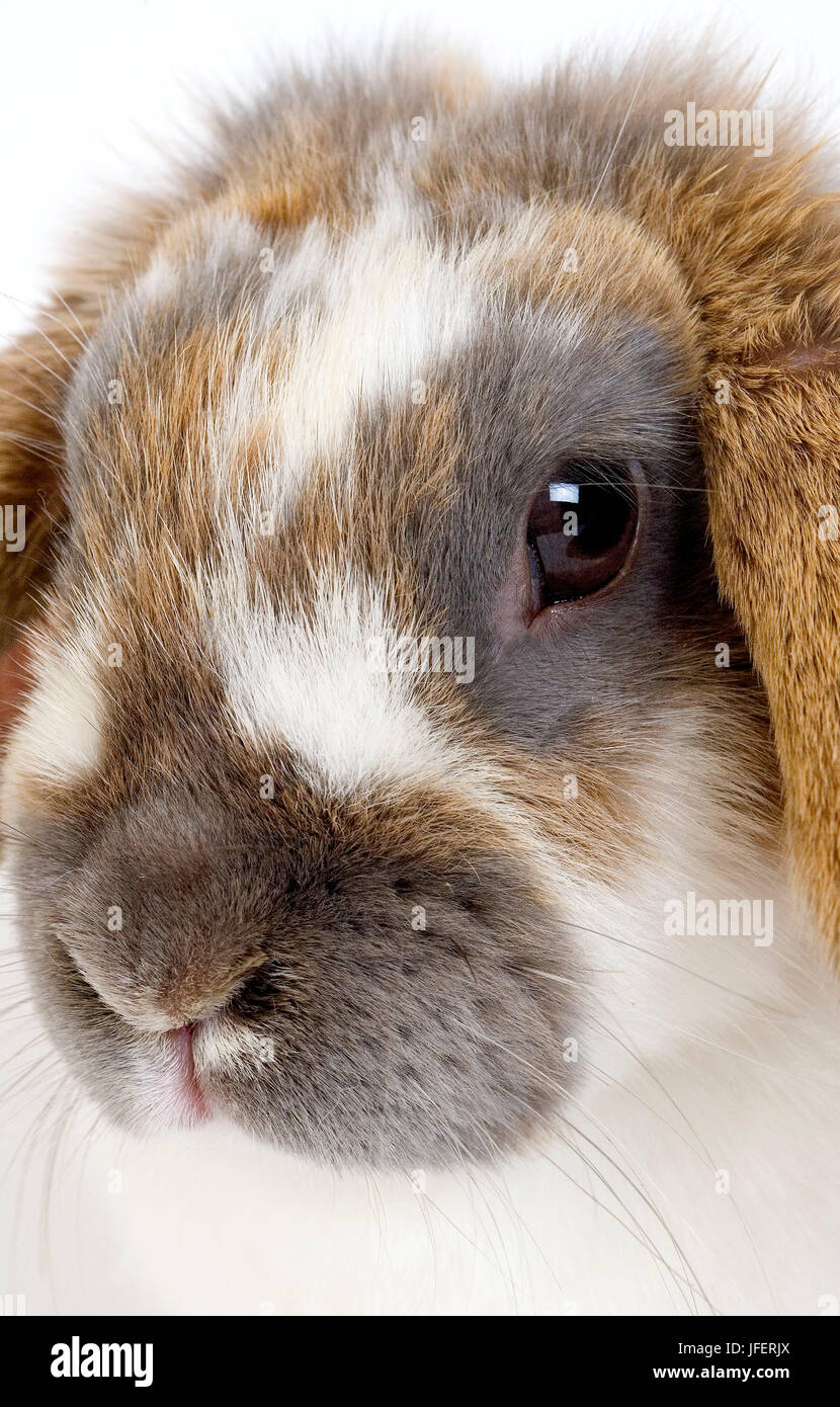 Hängeohrigen Kaninchen, Nahaufnahme des Kopfes Stockfoto
