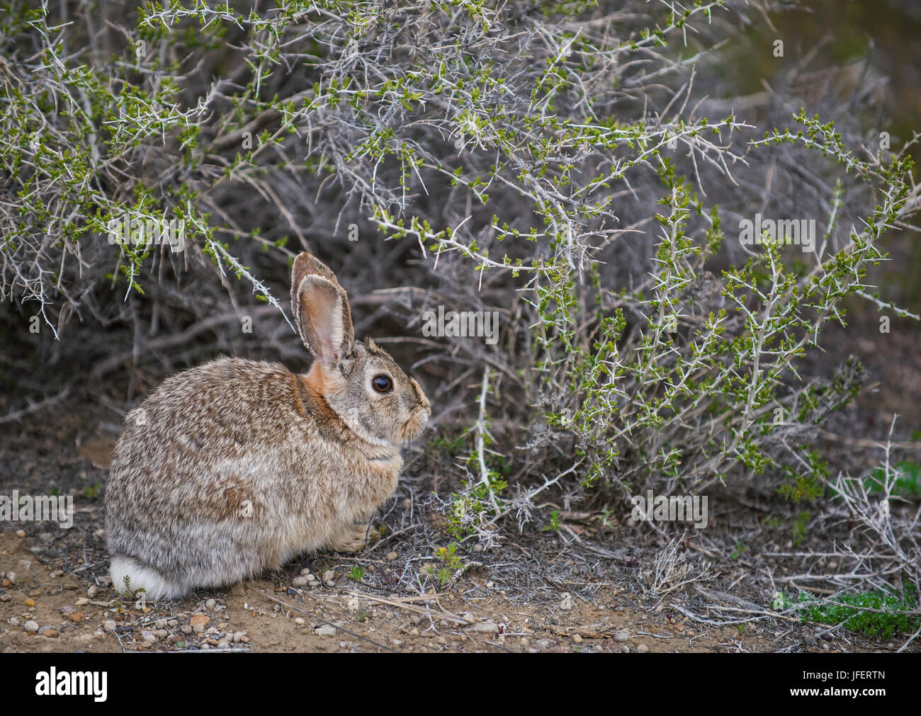 Wüste Cottontail Kaninchen (Sylvilagus Audubonii), Fütterung auf Salbei Pinsel, Wyoming, USA Stockfoto