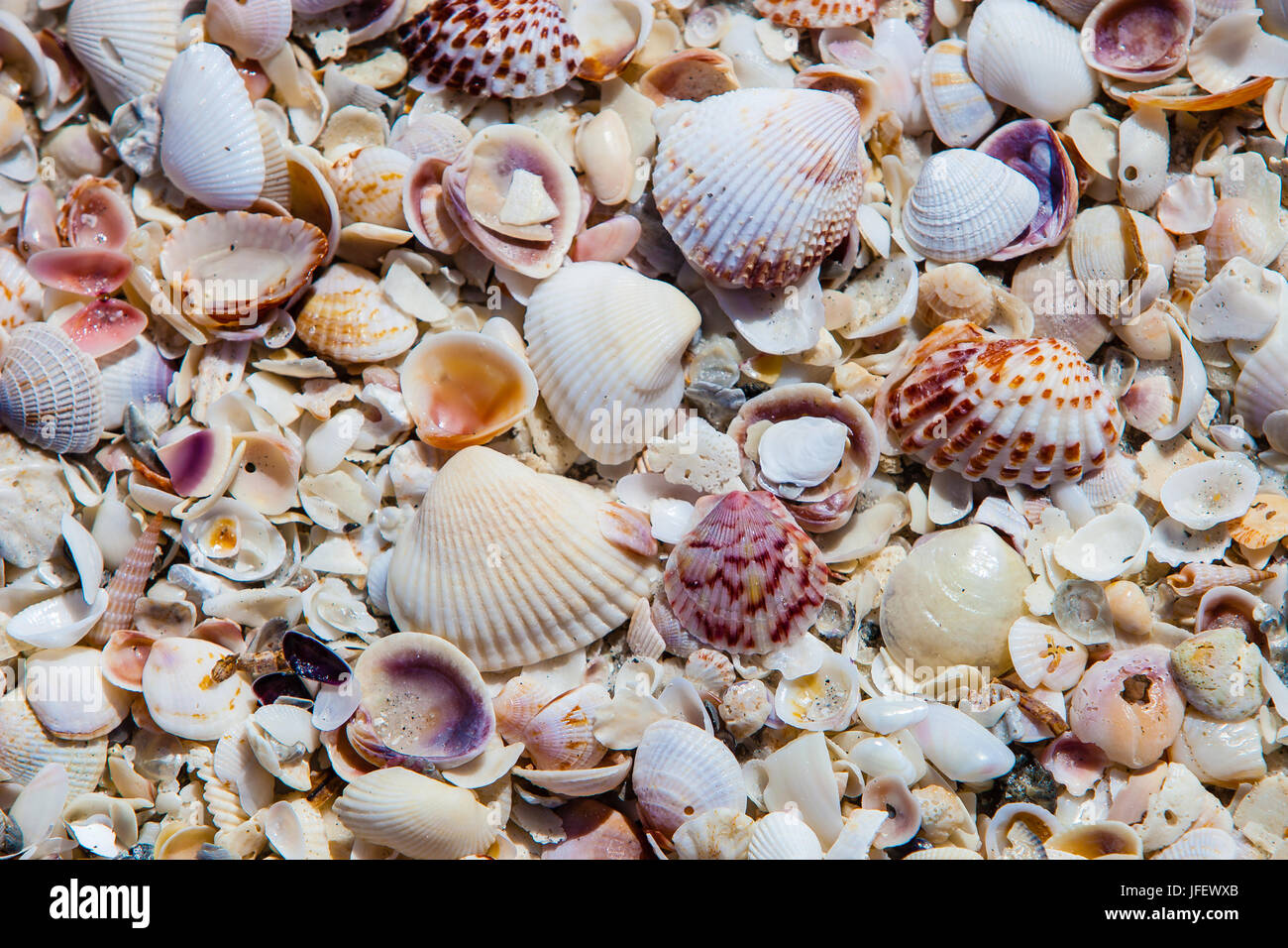 Muscheln am Strand Hintergrund Stockfoto
