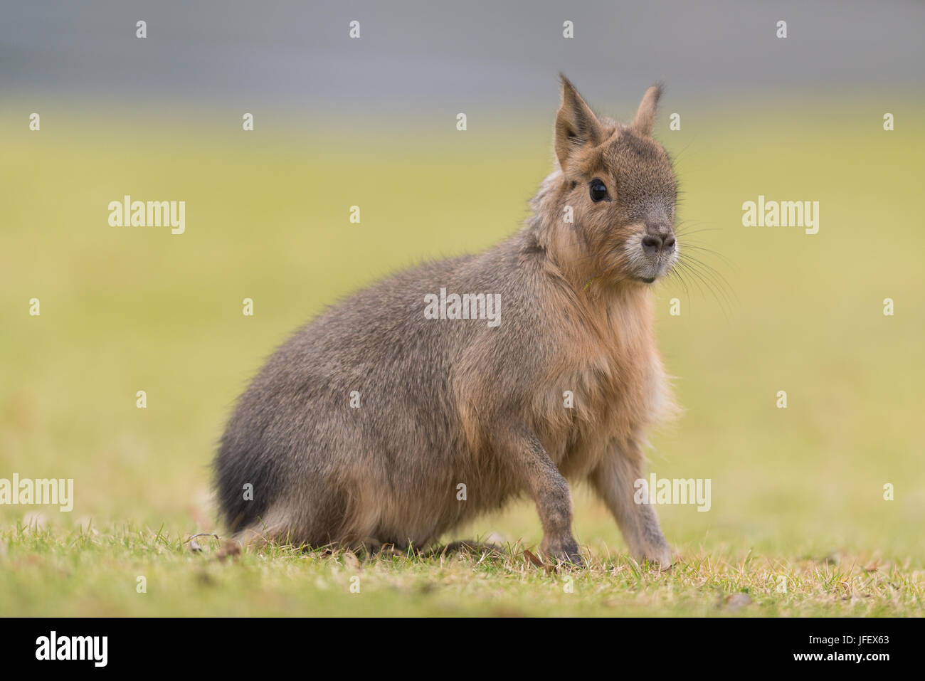 Pampas Hasen Stockfoto