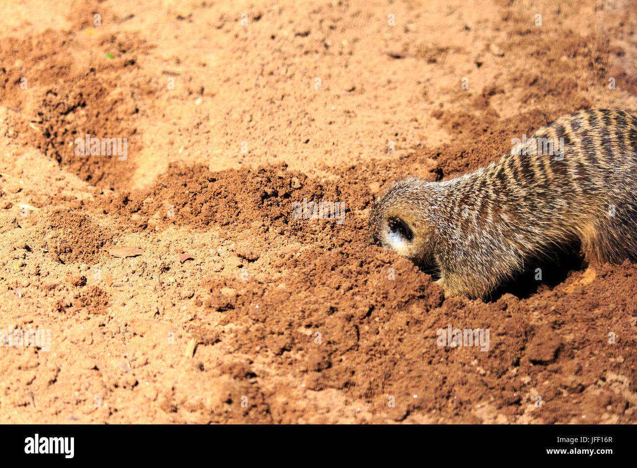 Erdmännchen Graben im Sand Taronga Zoo in Australien Stockfoto