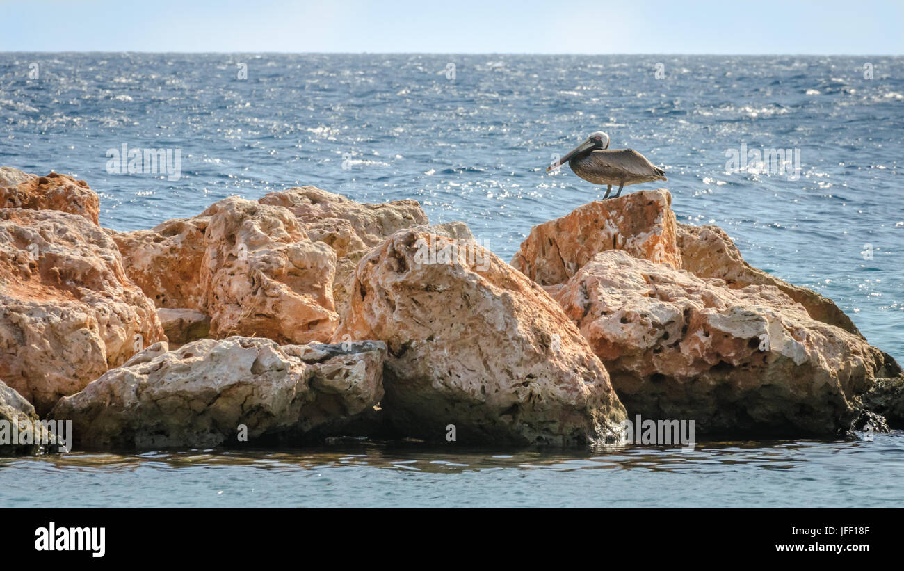 Pelikan auf einem Felsen in der Karibik Stockfoto