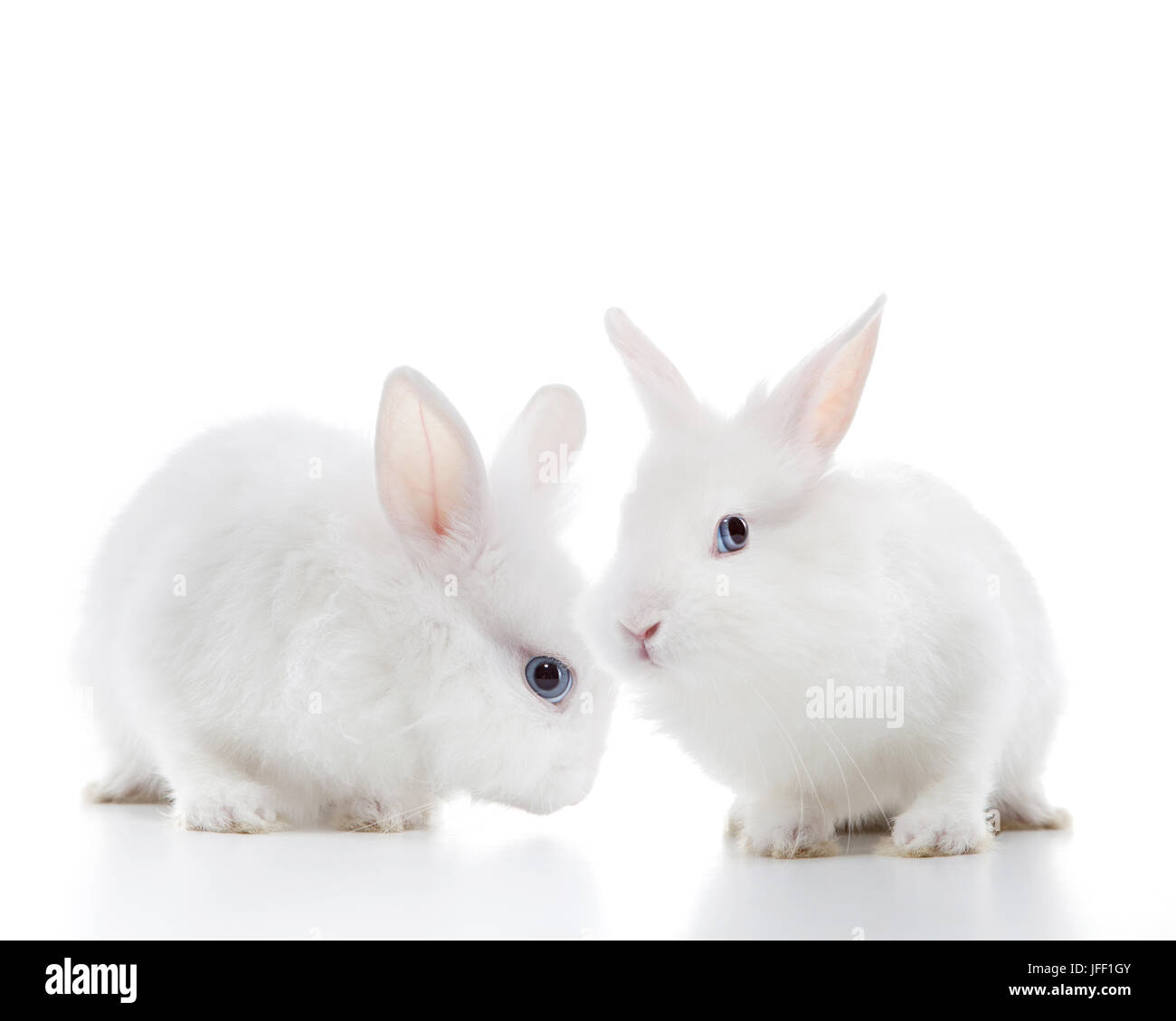 Zwei weiße Kaninchen Stockfoto