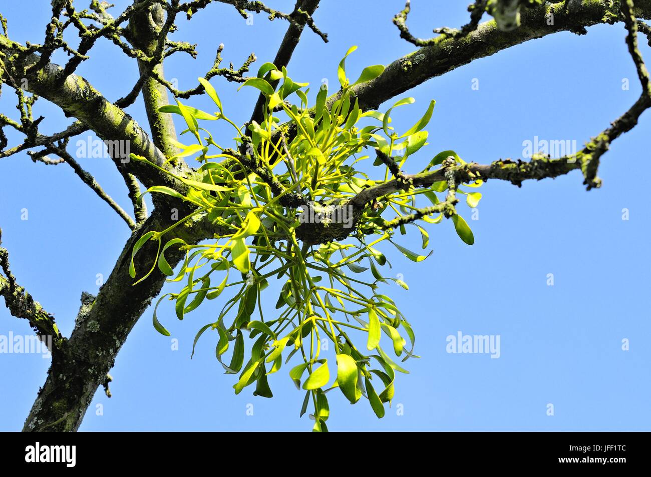 Mistel auf Apfelbaum Stockfoto