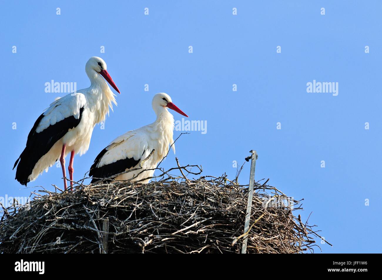 In intimer Zweisamkeit - Weißstörche Stockfoto