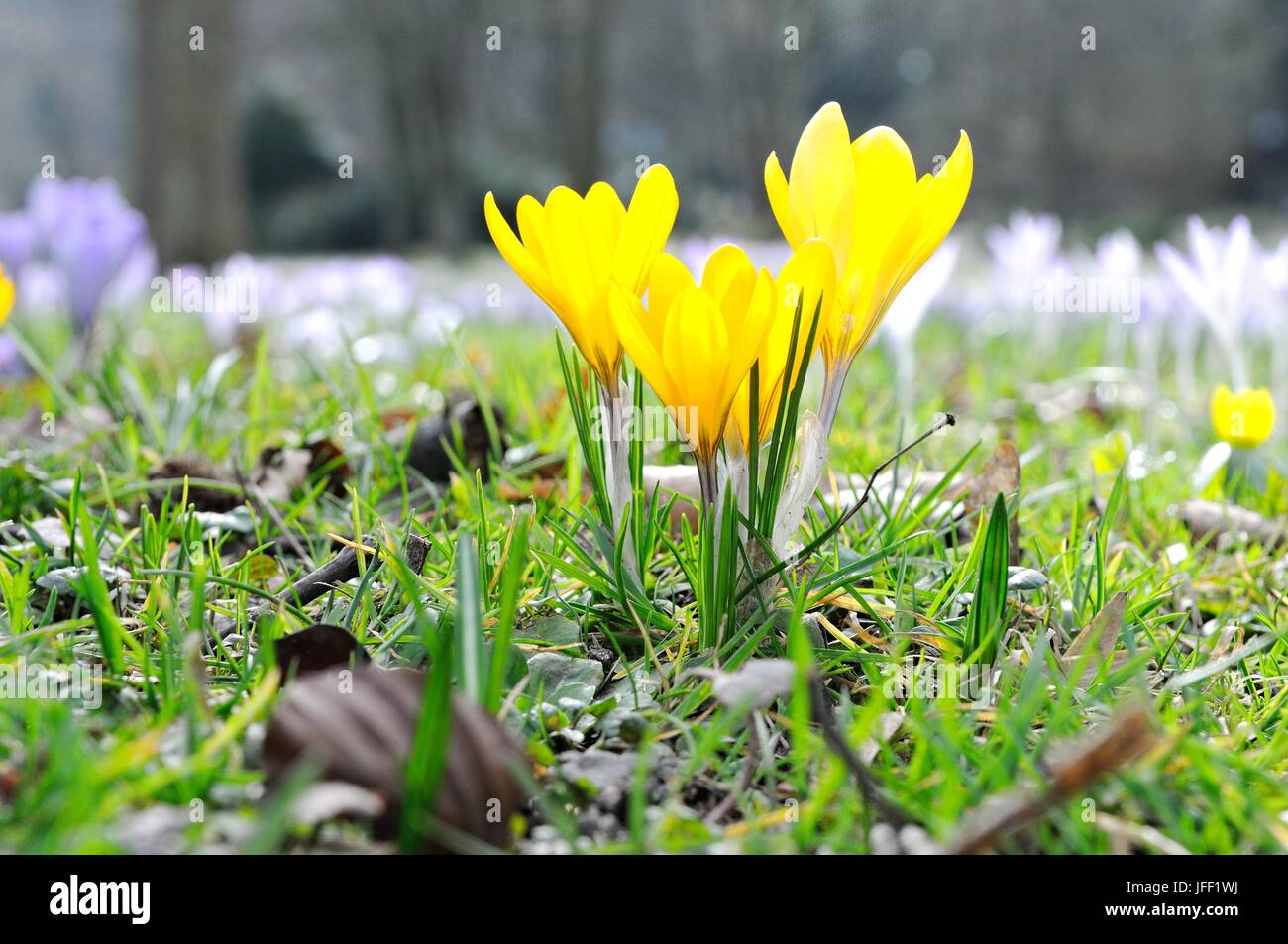 Grüße von Frühling gelb Krokusse Stockfoto