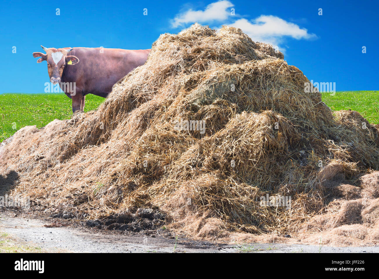Braun Pony auf einer Weide Stockfoto